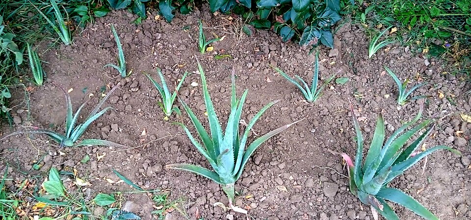 Aloe vera (Aloe vera)