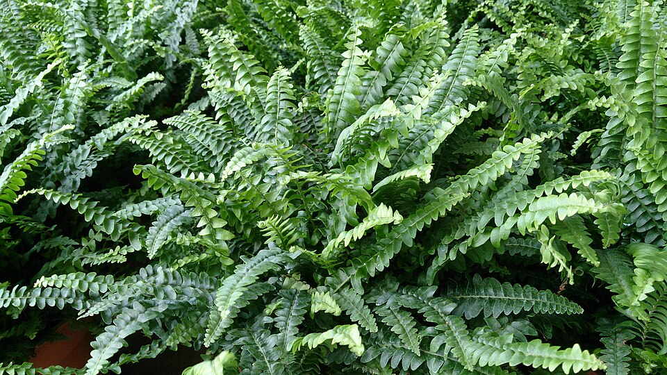 Helecho de Boston (Nephrolepis exaltata)