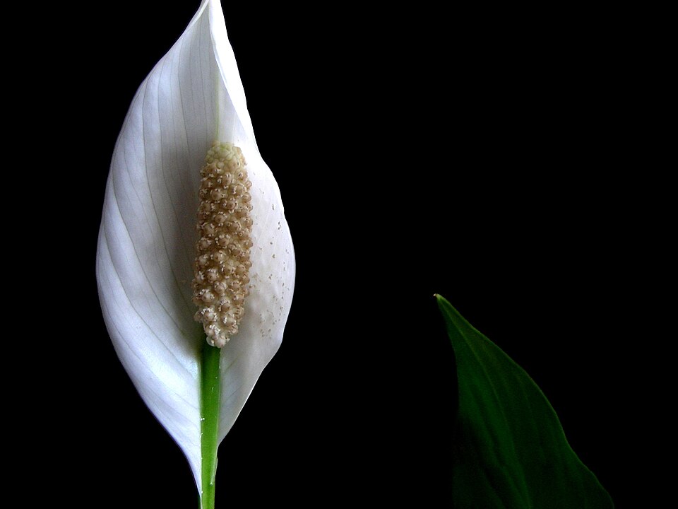 Lirio de la paz (Spathiphyllum floribundum)
