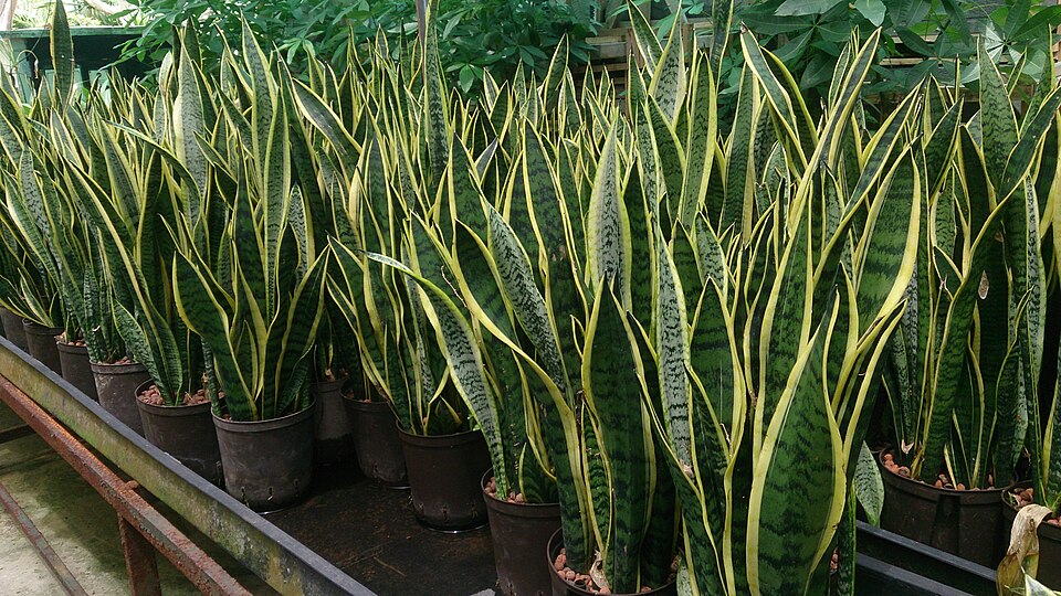 Lengua de suegra (Sansevieria trifasciata)