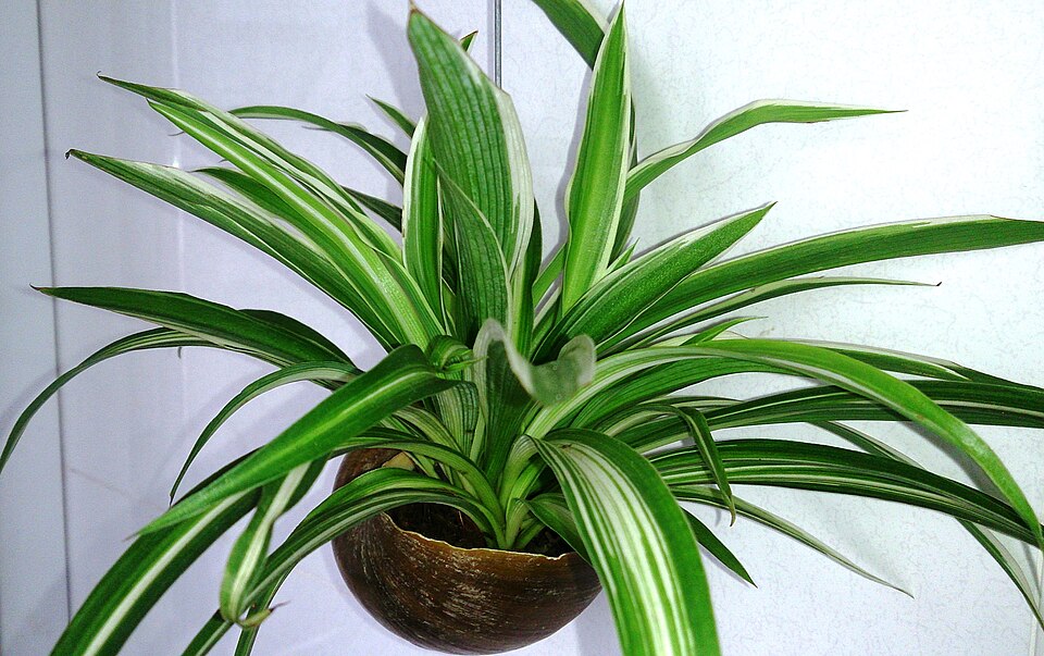 Cinta o lazo de amor (Chlorophytum comosum)
